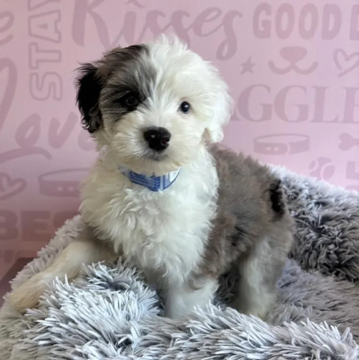 Female Mini Sheepadoodle 2nd Gen Puppy for Sale in Miami, FL