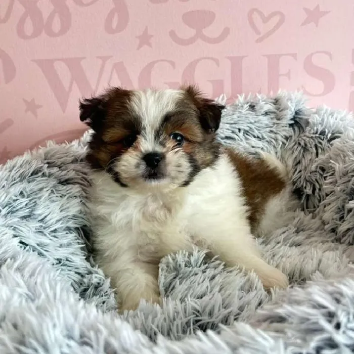 Female Shih Pom Puppy for Sale in Miami, FL
