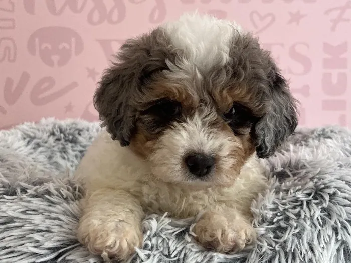 Female Bernedoodle Puppy for Sale in Miami, FL