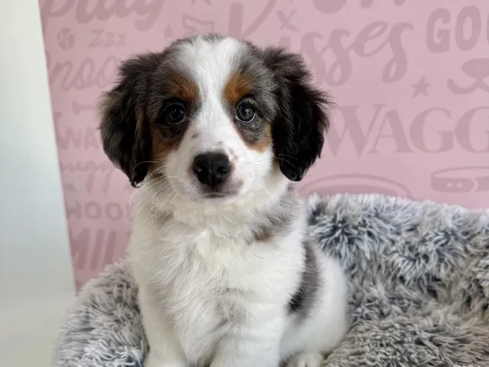 Female Mini Bernedoodle 2nd Gen Puppy for Sale in Miami, FL image