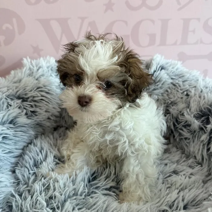 Female Havapoo Puppy for Sale in Miami, FL