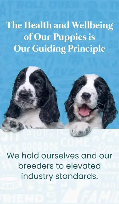 Puppy Health Focus