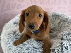 Male Dachshund puppy named Jellybean for sale at Waggles - Kendall.