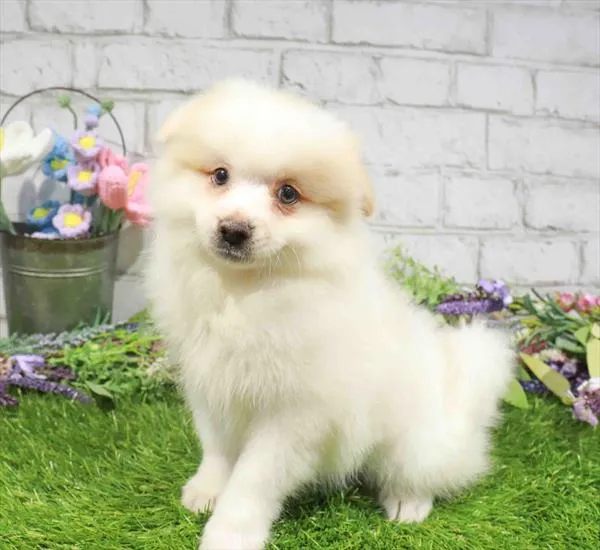Female Pomeranian puppy named Pina Colada for sale at Waggles - Kendall.
