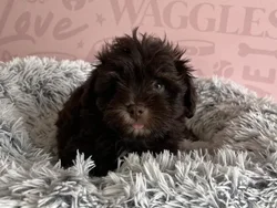 Male Mini Schnauzer puppy named Kodiak for sale at Waggles - Kendall.
