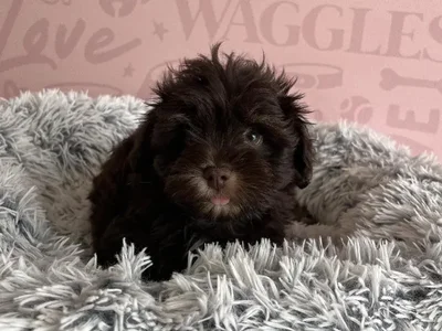 Male Mini Schnauzer puppy named Kodiak for sale at Waggles - Kendall.
