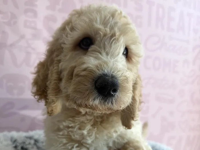 Female Goldendoodle puppy named Dolce for sale at Waggles - Kendall.
