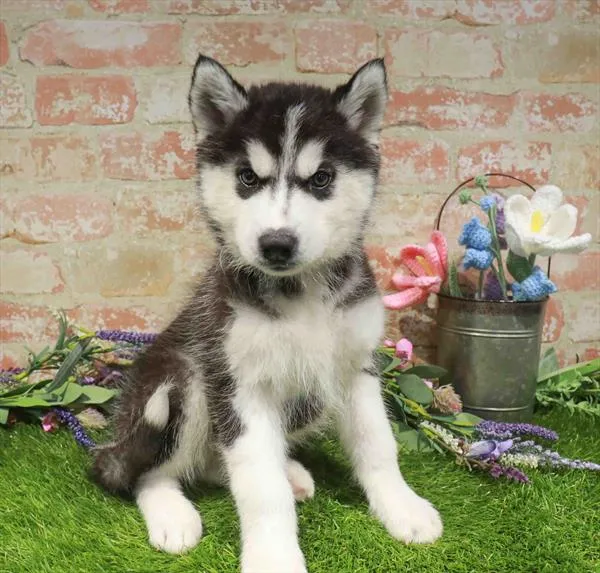 Male Siberian Husky puppy named Alaska for sale at Waggles - Kendall.