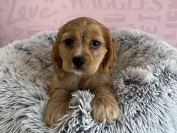 Female Cocker Spaniel puppy named Reese for sale at Waggles - Kendall.