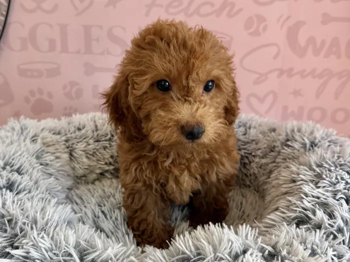 Female Cockapoo puppy named Chai for sale at Waggles - Kendall.