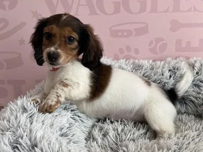 Female Dachshund puppy named Leiah for sale at Waggles - Kendall.