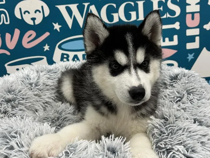 Male Siberian Husky puppy named Alaska for sale at Waggles - Kendall.