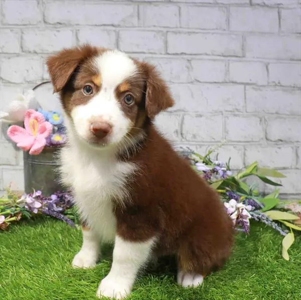 Male Mini Aussie puppy named Heihei for sale at Waggles - Kendall.