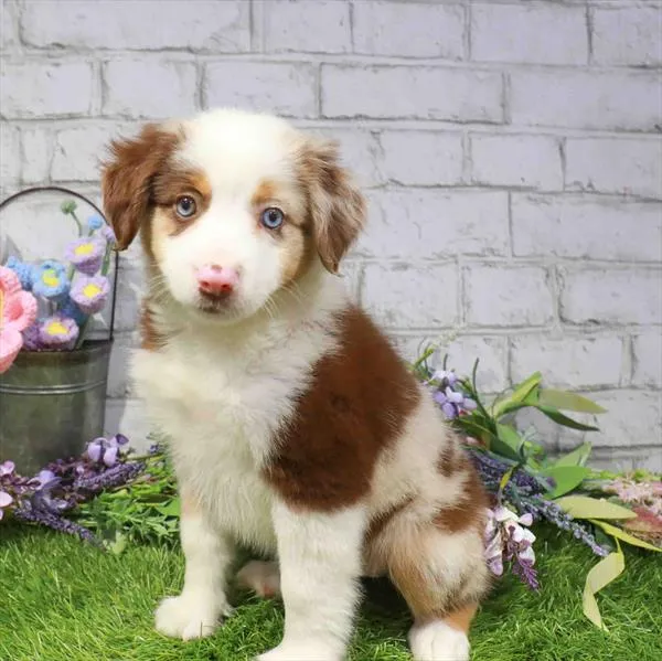 Female Mini Aussie puppy named Moana for sale at Waggles - Kendall.