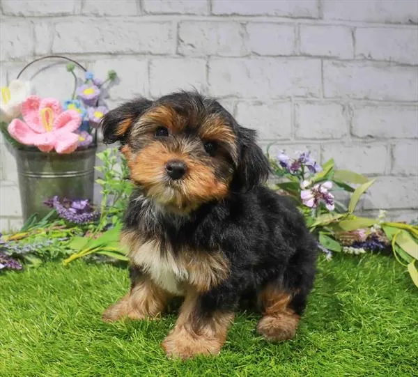 Male Yorkie puppy named Forky for sale at Waggles - Kendall.