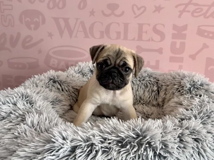 Male Pug puppy named Rex for sale at Waggles - Kendall.