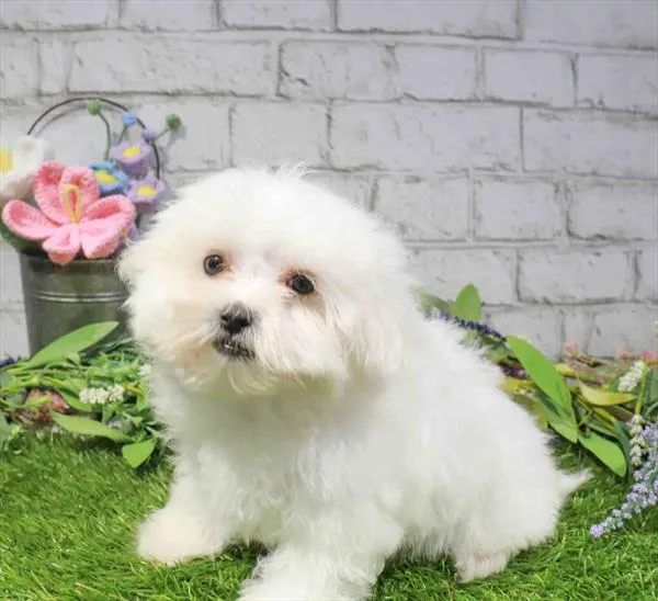 Male Maltese puppy named Buzz for sale at Waggles - Kendall.