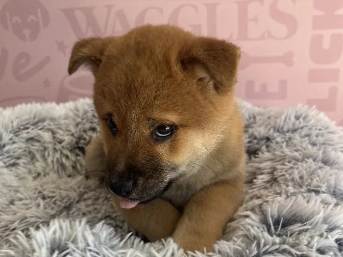 Male Shiba Inu puppy named Kenji for sale at Waggles - Kendall.