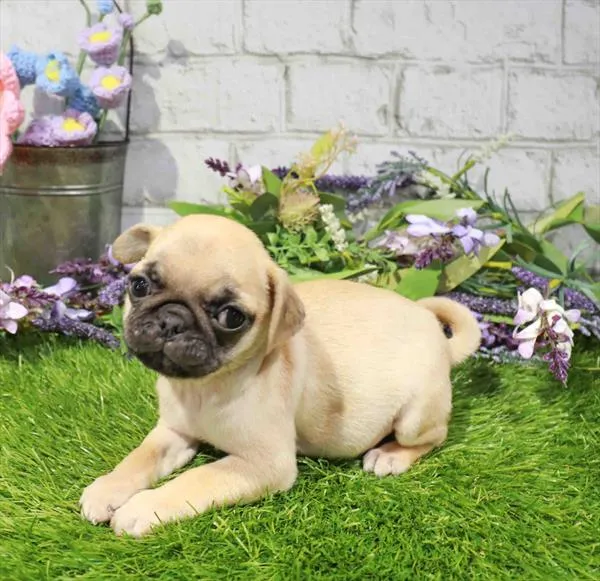 Female Pug puppy for sale at Waggles - Kendall.