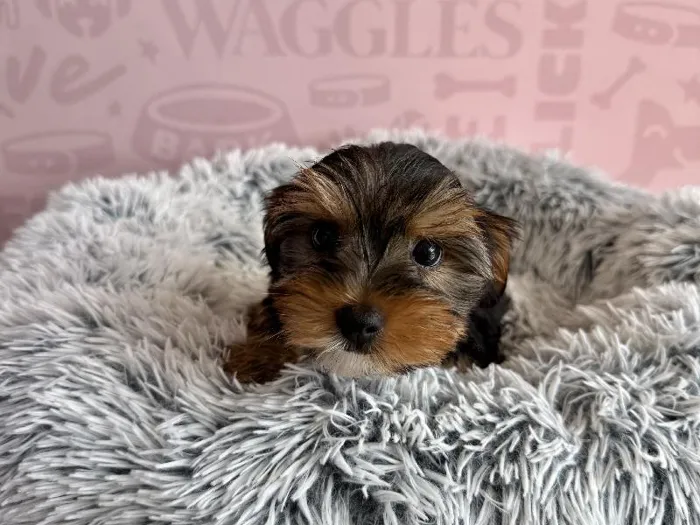 Male Yorkie puppy named Forky for sale at Waggles - Kendall.