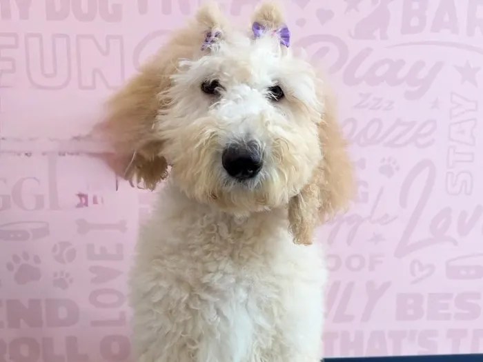 Female Goldendoodle puppy named Dolce for sale at Waggles - Kendall.