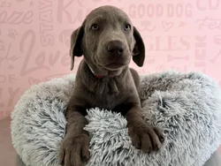 Female Labrador Retriever puppy named Willow for sale at Waggles - Kendall.