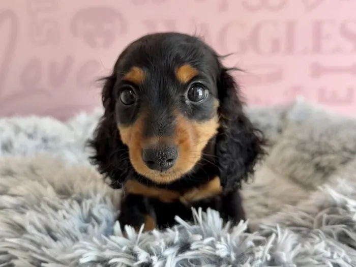Female Dachshund puppy named Tika for sale at Waggles - Kendall.