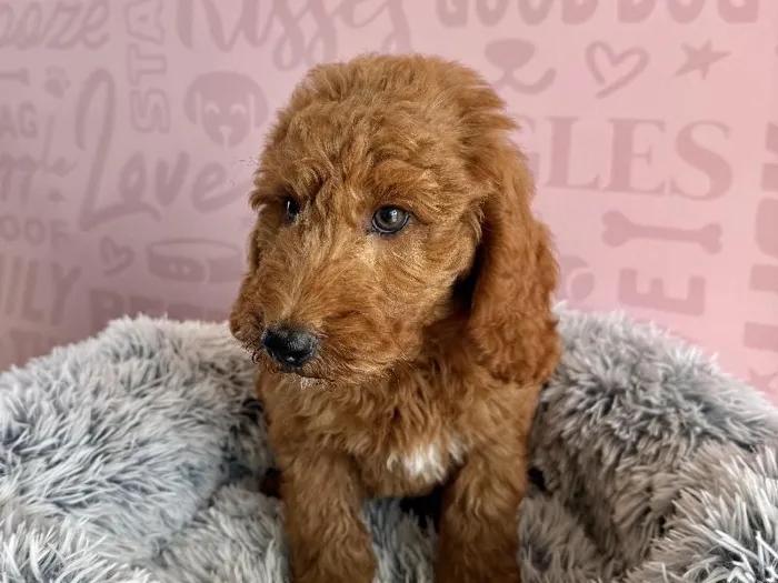 Male Mini Goldendoodle 2Nd Gen puppy named Woody for sale at Waggles - Kendall.