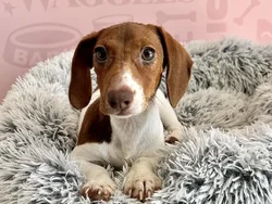Female Dachshund puppy named Penny for sale at Waggles - Kendall.
