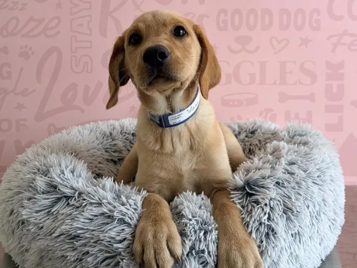 Male Labrador Retriever puppy named Clover for sale at Waggles - Kendall.