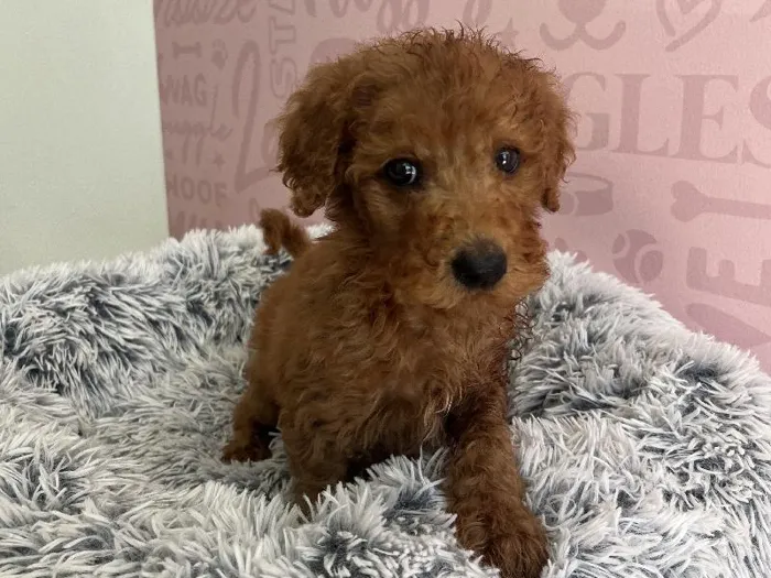 Male Mini Goldendoodle 2Nd Gen puppy named Dusty for sale at Waggles - Kendall.