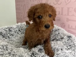 Male Mini Goldendoodle 2Nd Gen puppy named Dusty for sale at Waggles - Kendall.