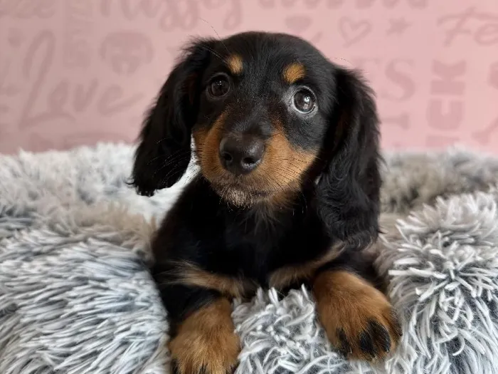 Female Dachshund puppy named Bubble Tea for sale at Waggles - Kendall.