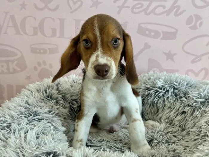 Male Beagle puppy named Brandy for sale at Waggles - Kendall.