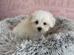 Male Maltese puppy named Laffy for sale at Waggles - Kendall.