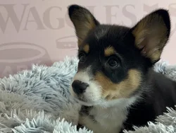 Female Pembroke Welsh Corgi puppy named Roxie for sale at Waggles - Kendall.