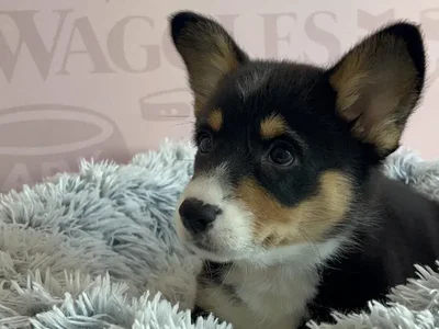 Female Pembroke Welsh Corgi puppy named Roxie for sale at Waggles - Kendall.