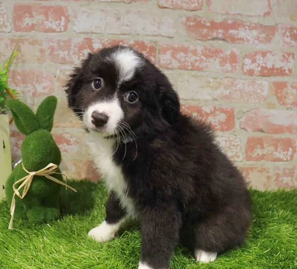 Female Mini Aussie puppy named Cream Cheese for sale at Waggles - Kendall.
