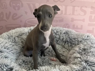 Female Italian Greyhound puppy named Bambi for sale at Waggles - Kendall.