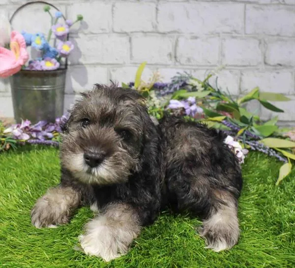 Male Mini Schnauzer puppy for sale at Waggles - Kendall.