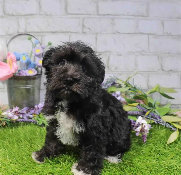 Female Mini Schnauzer puppy for sale at Waggles - Kendall.