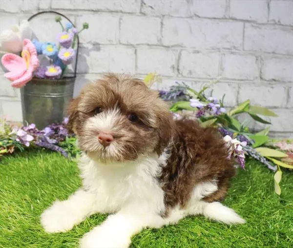 Male Havanese puppy for sale at Waggles - Kendall.