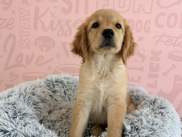 Female Golden Retriever puppy named Jessie for sale at Waggles - Kendall.