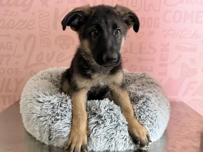 Male German Shepherd puppy named Cosmo for sale at Waggles - Kendall.
