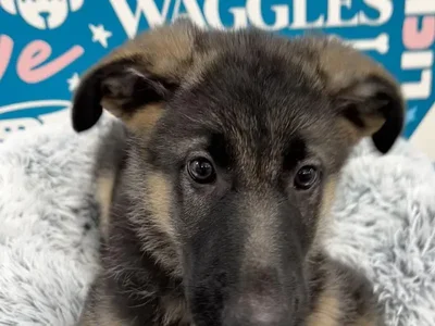 Male German Shepherd puppy named Cosmo for sale at Waggles - Kendall.