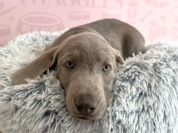 Female Labrador Retriever puppy named Willow for sale at Waggles - Kendall.