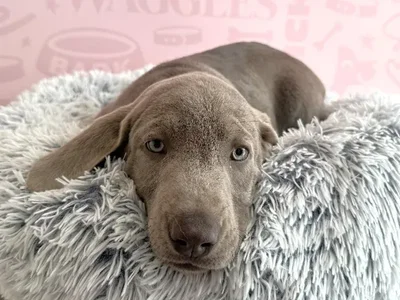 Female Labrador Retriever puppy named Willow for sale at Waggles - Kendall.