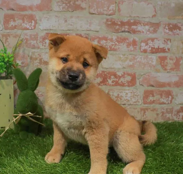 Male Shiba Inu puppy named Kenji for sale at Waggles - Kendall.