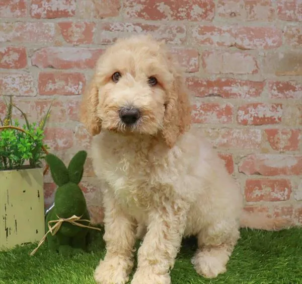 Female Goldendoodle puppy named Dolce for sale at Waggles - Kendall.