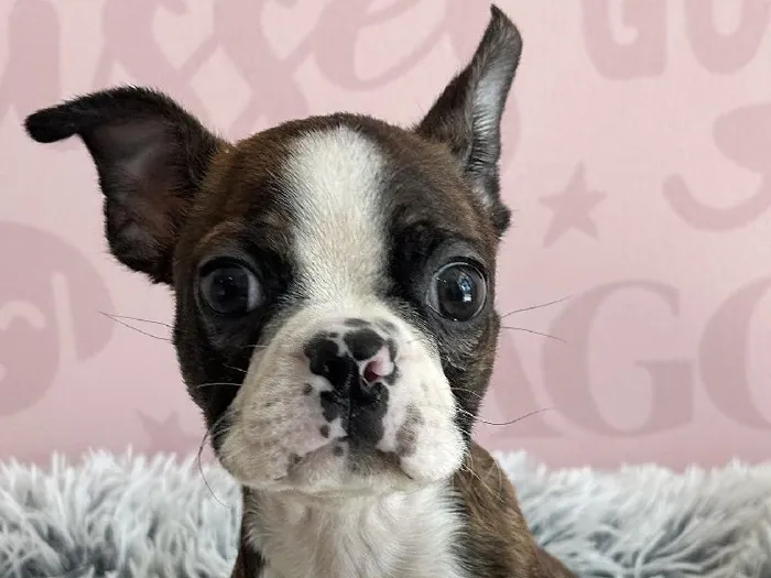 Male Boston Terrier puppy named Ollie for sale at Waggles - Kendall.